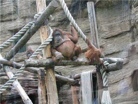 Наша традиционная майская прогулка по Московскому зоопарку