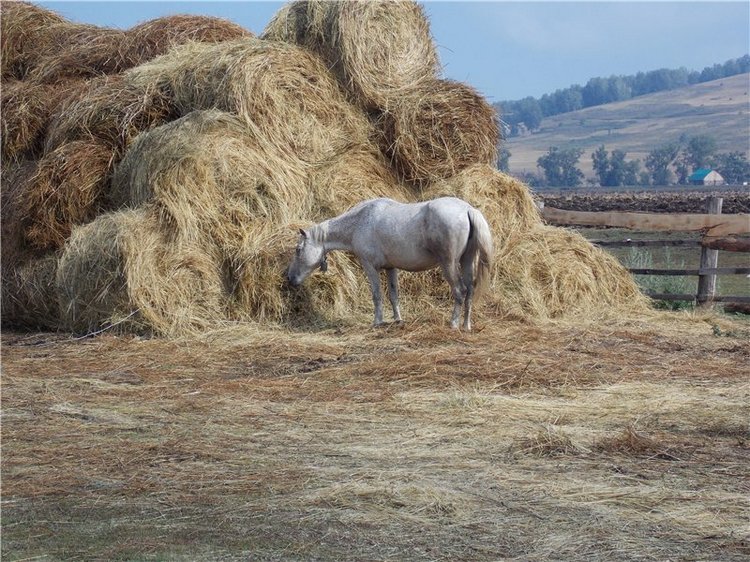 Геля в Мурадымовском ущелье