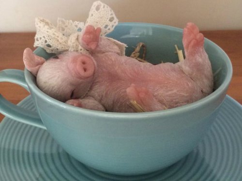 Зверятки-реборнятки — Молды и прототипы Реборн (Reborn): новинки (фото 6)