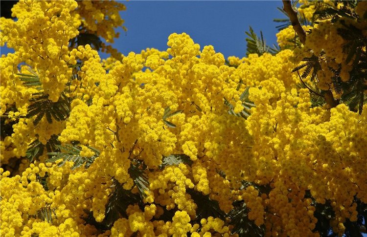 Шерилин — Интересные игрушки и фигурки (разное): редкие (фото 4)