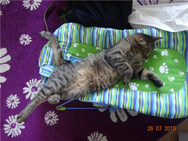 Моя Страна " Котовасия" — Домашние коллекции кукол: фото собраний