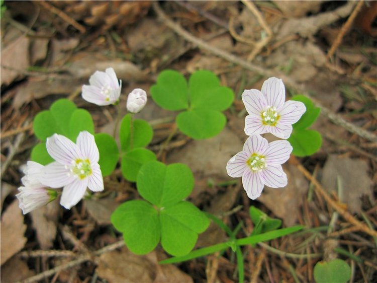 Сказочное Василёво. Реплика антикварной куклы Bébé BRU JNE от автора Branka Schärli
