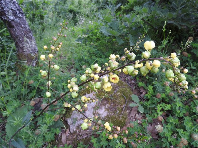 Любителям маленьких кукол