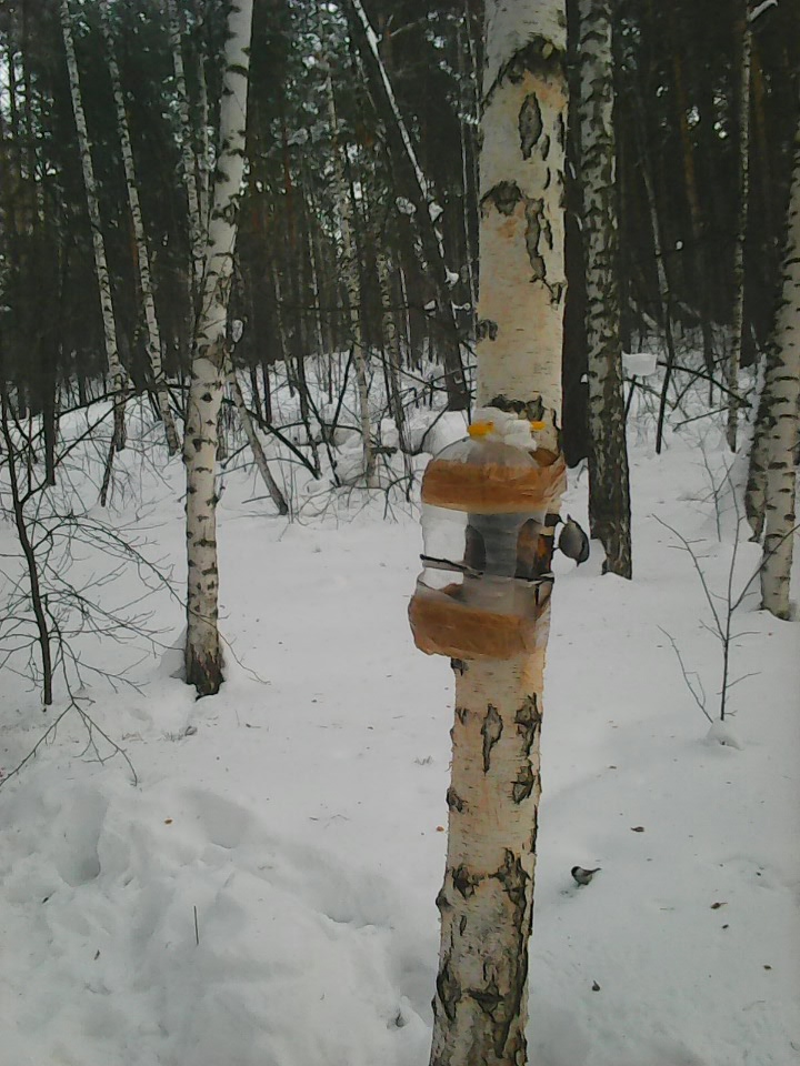 Интересное наблюдение за птицами у кормушки