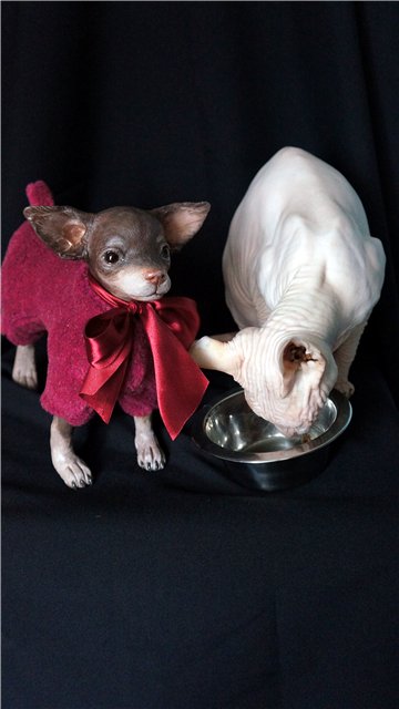 Авторские собачки Светланы Гришко (фото 2)