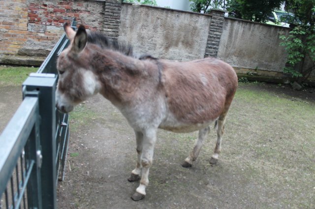 Раз, два, три, четыре, пять... Вышел ослик погулять | Бэйбики Раз, два, три, четыре, пять... Вышел ослик погулять