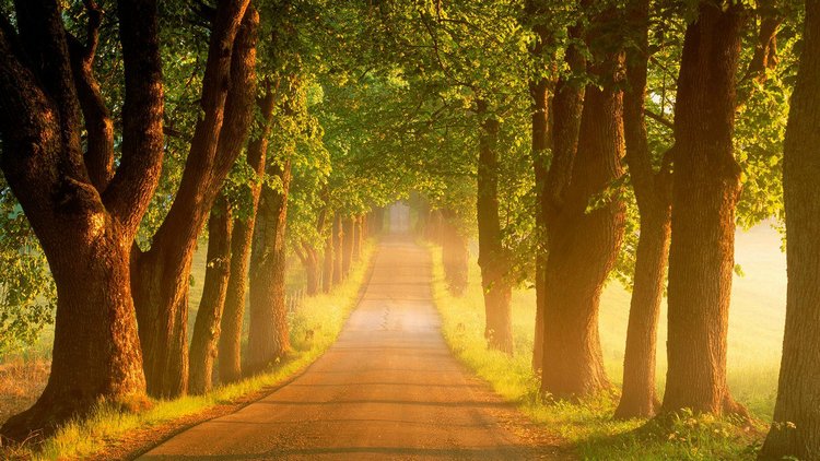 ЭНН ИЗ ЗЕЛЕНЫХ КРЫШ. ПОВАРЕННАЯ КНИГА. Рецепты из книги "Энн из Зеленых Крыш". Часть вторая (фото 2)