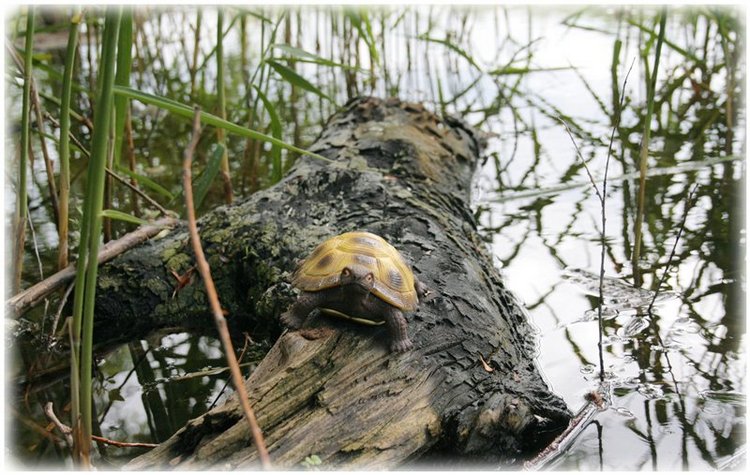 Из жизни маленькой банды, детки Gabriele Müller
