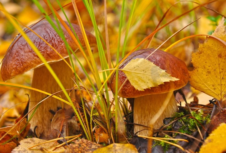 Красотка-осень — Болталка и разговоры обо всем: жизнь (фото 8)