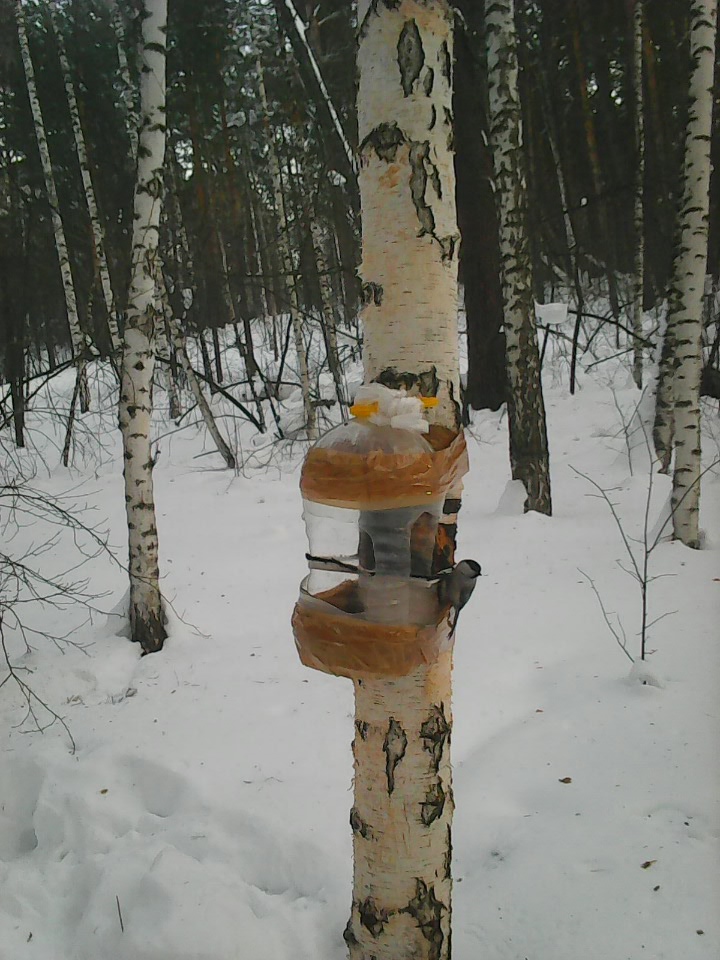 Интересное наблюдение за птицами у кормушки