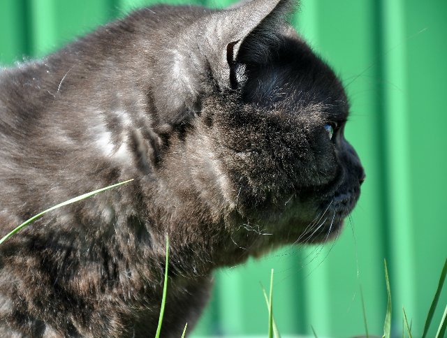 Lorraine (Лорейн) от Gotz (Готц) 2003 год