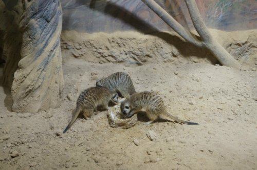 Воронежский океанариум — Туризм и путешествия: фотоотчеты из поездок