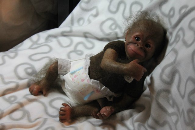 Бонька, обезьянка реборн Элины Кудрявцевой (фото 7)