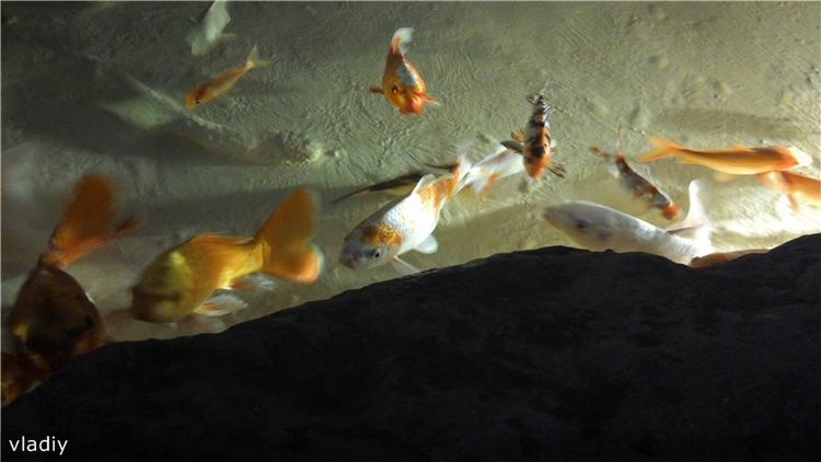 Как Стеша в Океанариум ездила (фото 7)