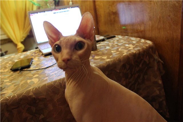 Просто Маня... Манон, Лилликэт