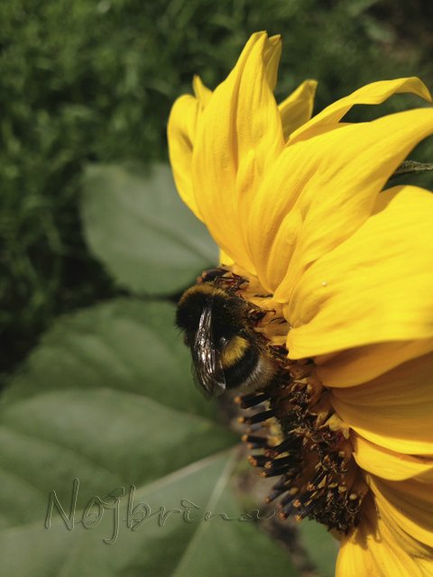 Яркие краски. Вихтели Rosemarie Anna Muller