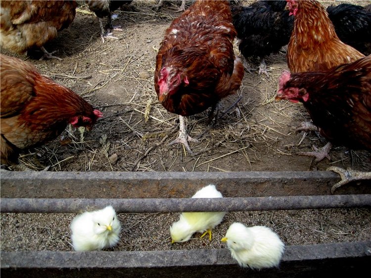 С праздником! Наше жёлторотое пополнение