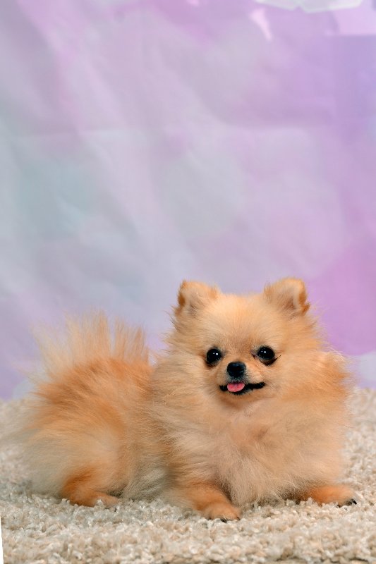 Фотосессия кукол — Домашние коллекции кукол: фото собраний