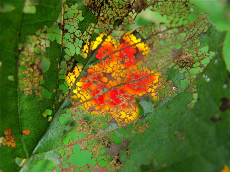 Осенний блюз — Куклы Heidi Plusczok (Хайди/Хейди Плюсчок) — фото
