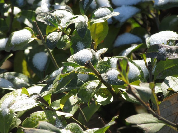 Утренняя прогулка в парке Горького с Соломоном и Анхен, или О сложностях гуляния с собакой и куклой одновременно