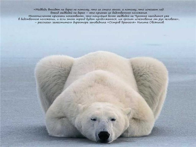 Если ты любишь животных, оставь их дикими... Мия и Кука встали на защиту животных