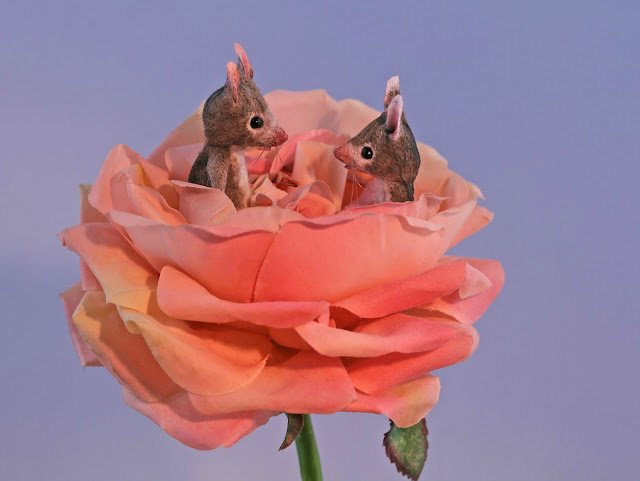 Мышиный дом или Жизнь замечательных мышей. Авторские игрушки в книжной иллюстрации. Мэгги Руди (Maggie Rudy) - "Mouses