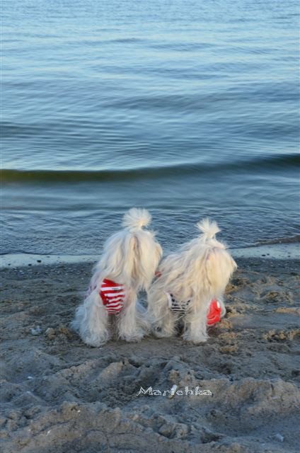 Ассоль-ки. Куколка Ann Estelle от Tonner