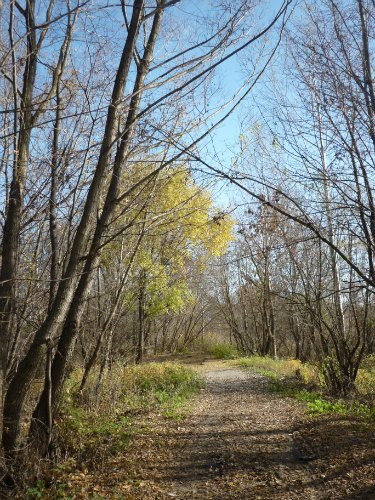 Золотая осень. Старый Оскол, Белгородская область