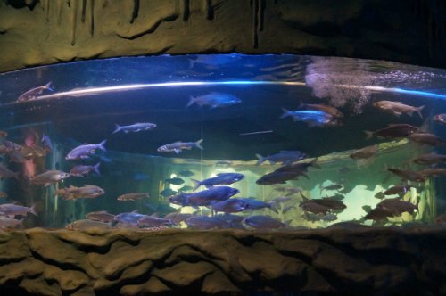 Воронежский океанариум — Туризм и путешествия: фотоотчеты из поездок
