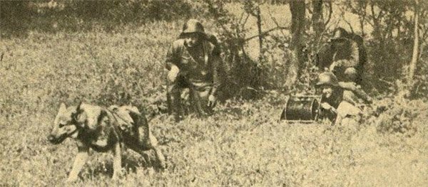 Неизвестная война. Собаки Победы (фото 6)