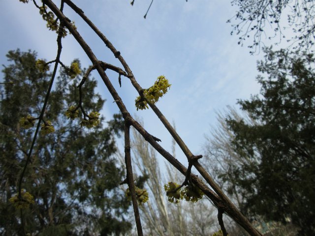 Юные кладоискательницы, или Офелия и Луни развлекаются