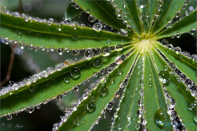 Капелька :) — Интересное и необычное: фотоподборки