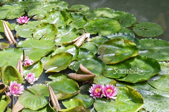 Софи и уикэнд в лесу — Аниме куклы (MJD/Винил): Imomo