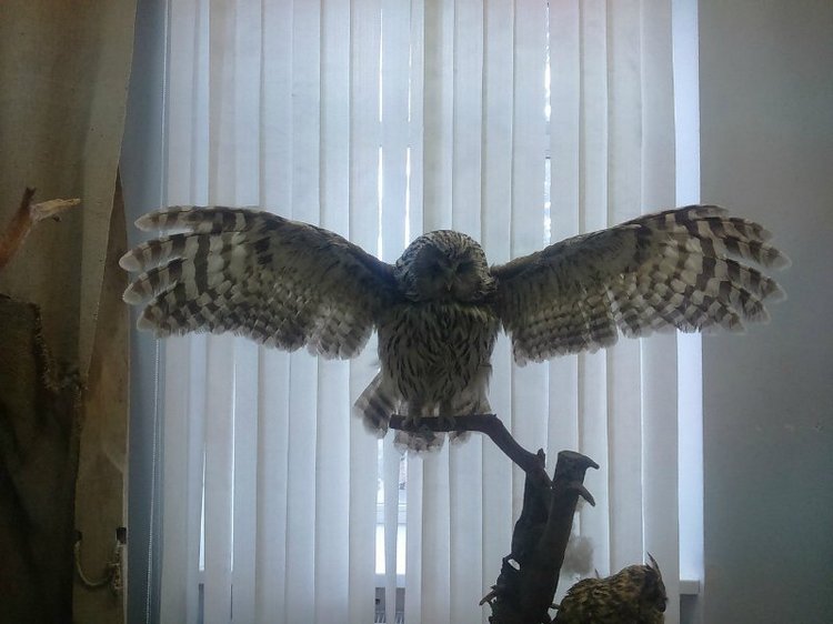 Воткинск — родина гения музыки Петра Ильича Чайковского. Часть 3 (фото 10)