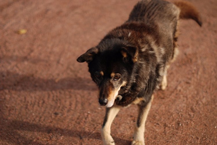 Сегодня я турист. Ораниенбаум