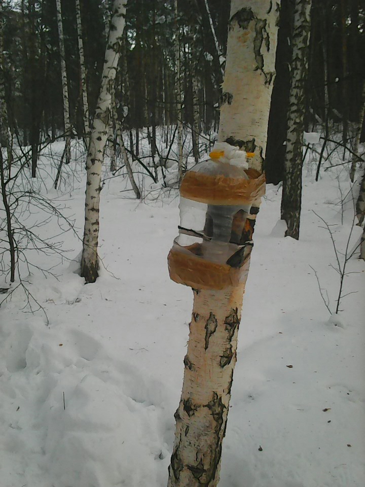 Интересное наблюдение за птицами у кормушки