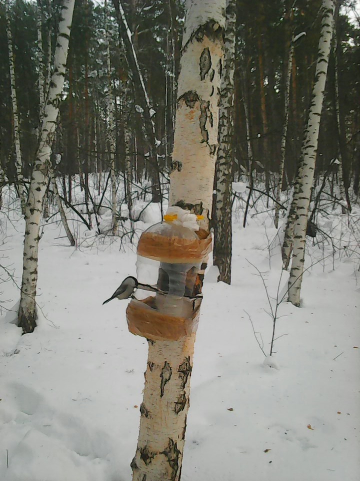 Интересное наблюдение за птицами у кормушки