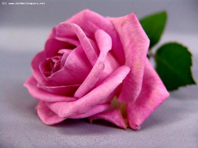 Милая, трогательная, нежная девочка с цветочным именем Розали от Анны Добряковой (фото 3)