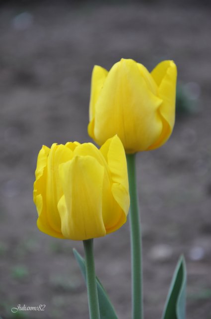 "Первый майский день..." Оливия от Helen KISH