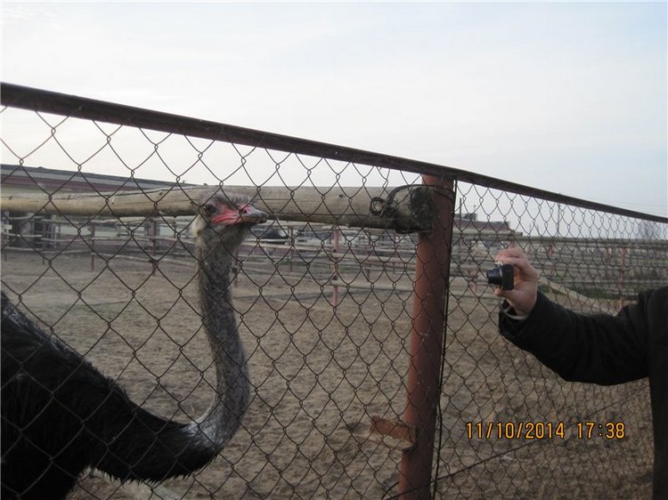 Дружок — Интересные игрушки и фигурки (разное): редкие