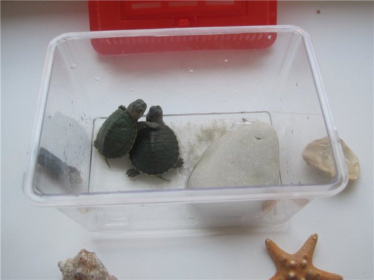 Галчонок и лето. Винтажна куколка СССР Галя