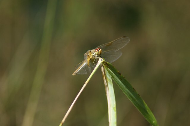 Как Лиу и Клодин за грибами ездили