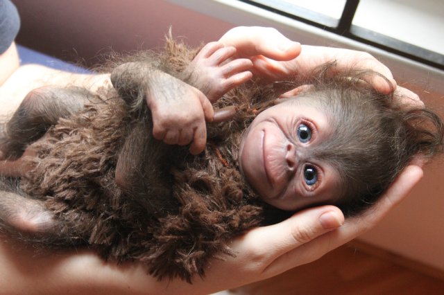 Обезьянка Bindi кукла реборн Элины Кудрявцевой