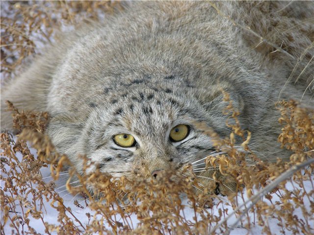 Кошачий позитив — Интересное и необычное: фотоподборки