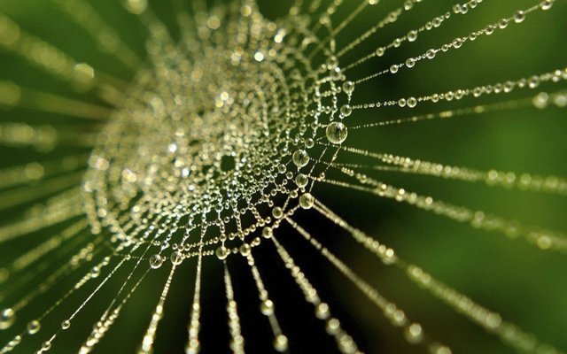 Капелька :) — Интересное и необычное: фотоподборки