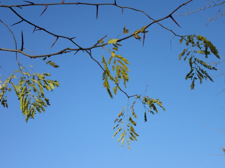 Утренняя прогулка в парке Горького с Соломоном и Анхен, или О сложностях гуляния с собакой и куклой одновременно