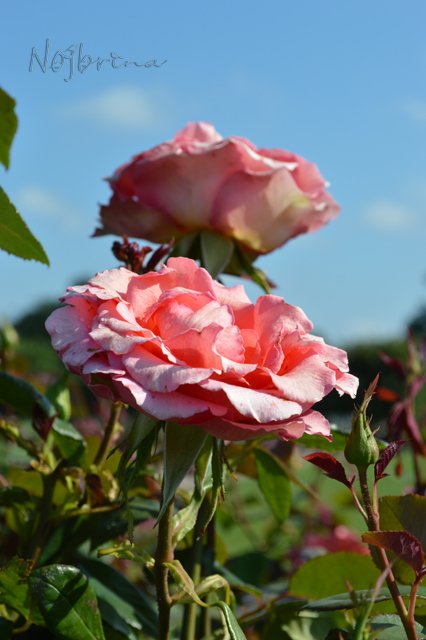 Питер - самый лучший город на земле! Вихтель Rosemarie Anna Muller