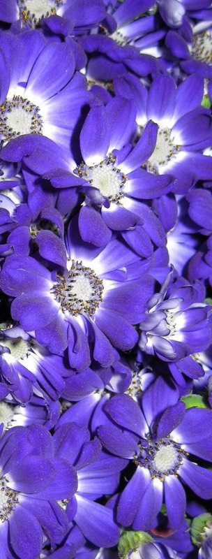 Головокружительные, обворожительные балеринки-лебеди! Адриана от Susan Lippl и две ее сестренки от Lee Middleton Часть первая