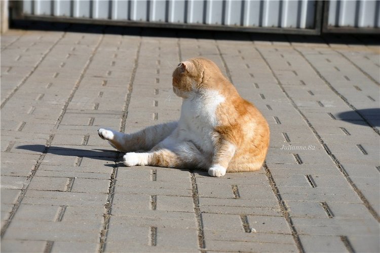 Коты прилетели... первые вестники весны (фото 8)