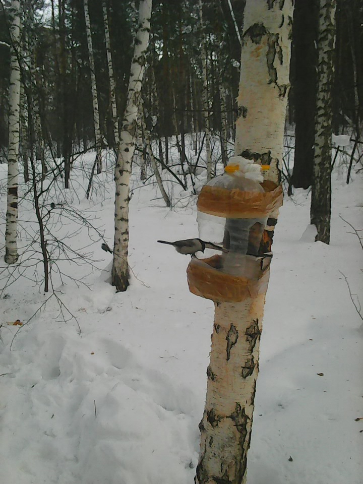 Интересное наблюдение за птицами у кормушки